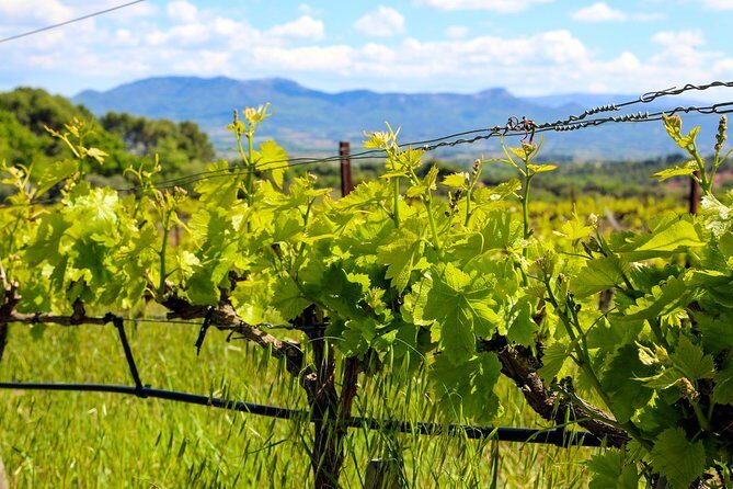 Aix-en-Provence - Mt Sainte Victoire wines in search of Cézanne - Key things to know before you go