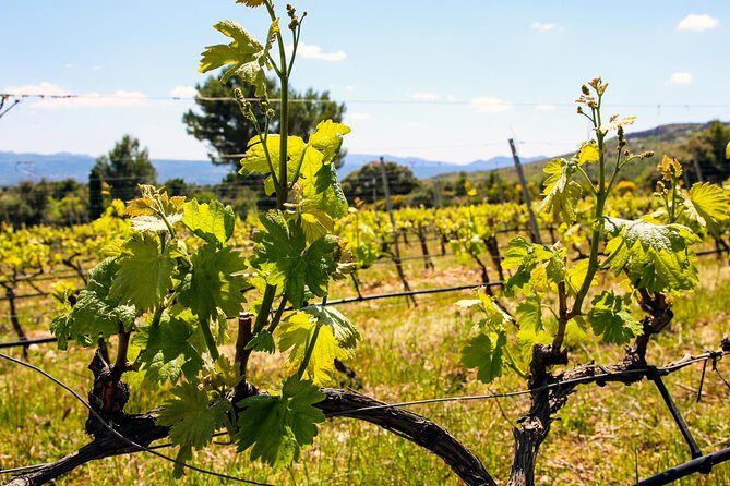 Aix-en-Provence - Mt Sainte Victoire wines in search of Cézanne - Stop 2: Domaine Terre de Mistral vineyard visit and tasting (45 minutes)