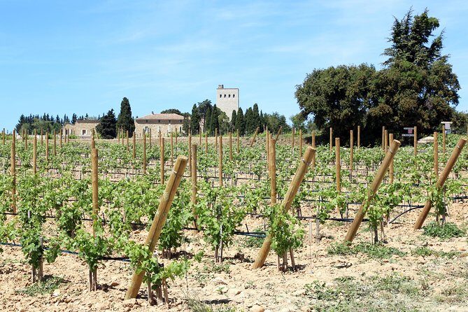 Avignon's history, local culture & the wines of Châteauneuf du Pape private tour - Price and value: what $596 buys you here
