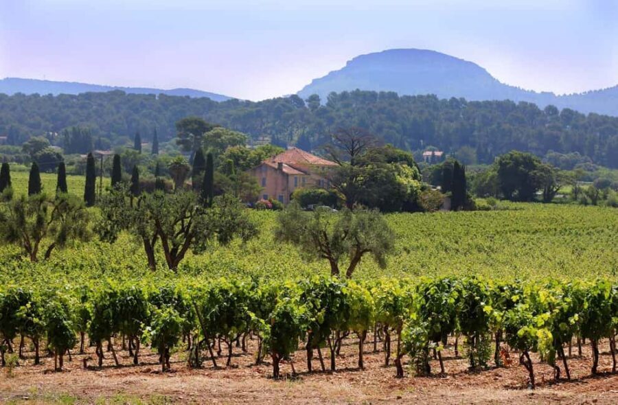 Bandol and Cassis: Full Day Wine Tour from Marseille - Marseille Pickup and a 7-Hour Rhythm That Doesn’t Drag