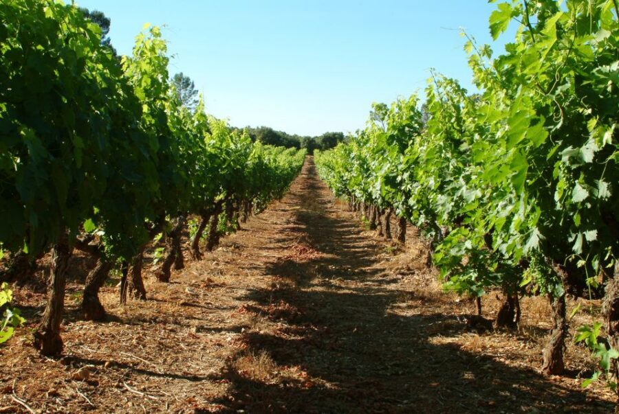 Bandol and Cassis: Full Day Wine Tour from Marseille - Bandol AOP Reds and the Wine Education You’ll Actually Use