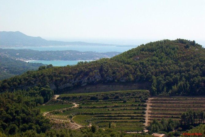 Bandol Wine Tour - 4 hour Private tour - Bandol Wine Context: What the Tour Is Teaching You