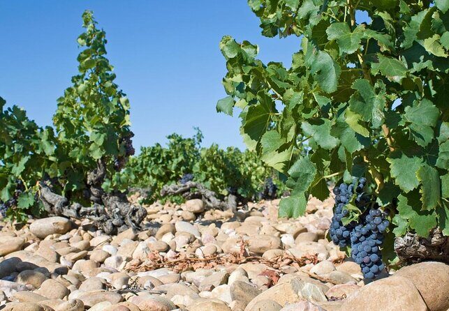 Châteauneuf Du Pape intensive vineyard & fine wine experience - Key highlights worth marking on your plan