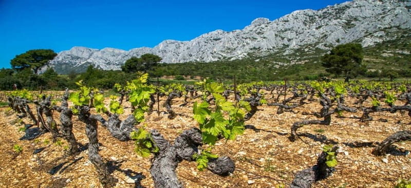Coteaux d'Aix: Ste Victoire Wine Tour & Cezanne route - Two wineries and a three-color tasting: how to taste like you mean it