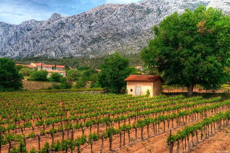 Coteaux d'Aix: Ste Victoire Wine Tour & Cezanne route - Ste Victoire museum: climate, fauna, flora, and what to listen for