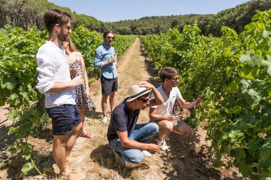 From Marseille: Bandol & Cassis Full-day Wine tour - Cassis wine tasting and free time in a real fishing port