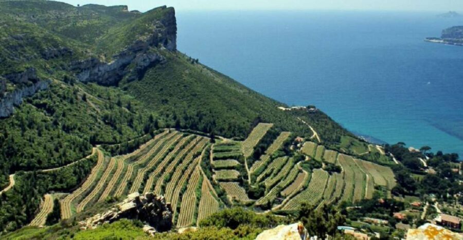 From Marseille: Bandol/Cassis Wine Tour with Viewpoint - Key Highlights You’ll Actually Feel