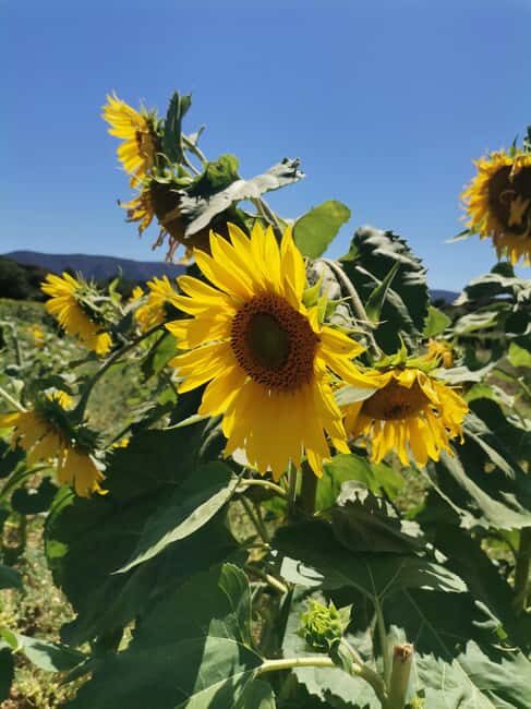 From Marseille: Customizable Private Day Tour of Provence - Arles, Les-Baux-de-Provence, and Saint-Rémy: Van Gogh, Nostradamus, and Roman/Celtic ruins