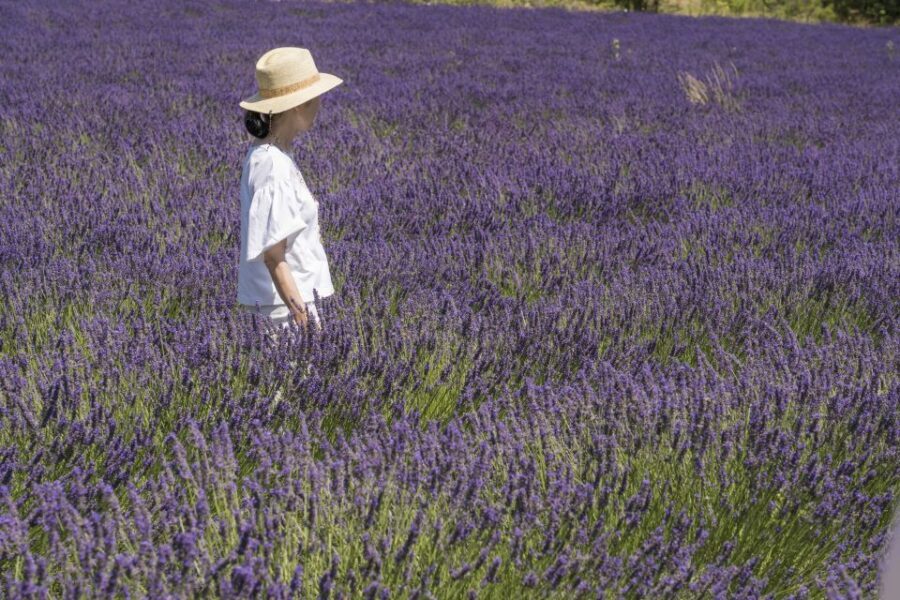 From Marseille: Lavender Full-Day Trip to Sault - Morning Start From Marseille: Transport Comfort Matters