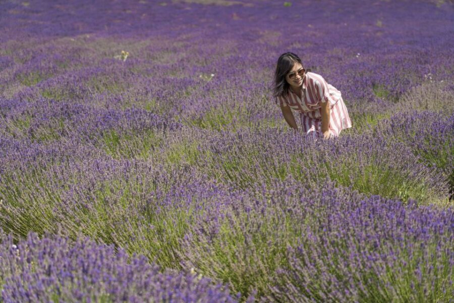 From Marseille: Valensole Lavender Full-Day tour - Key things I’d pin on your map before you go