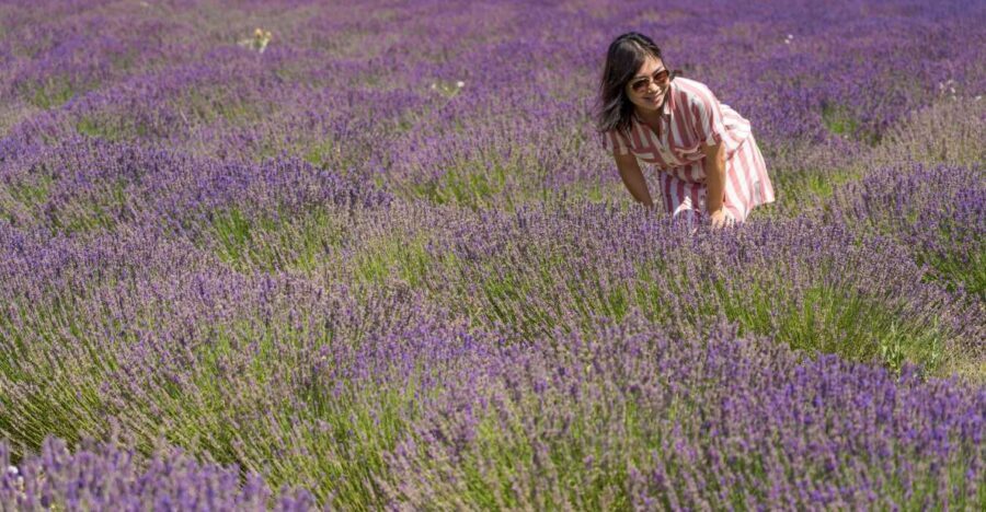 From Marseille: Valensole Lavender Full-Day tour - From Marseille to Valensole: why the drive matters