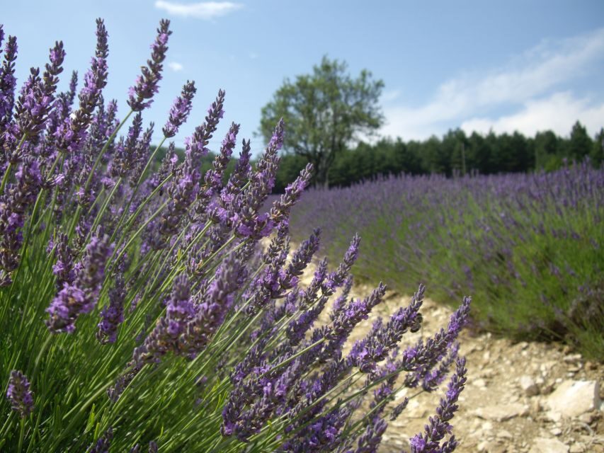 From Marseille: Valensole Lavenders Tour from Cruise Port - Key highlights worth planning around