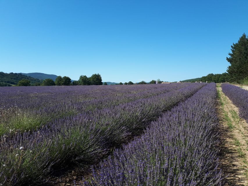 From Marseille: Valensole Lavenders Tour from Cruise Port - The van ride (80 minutes out) and what the guide teaches you en route