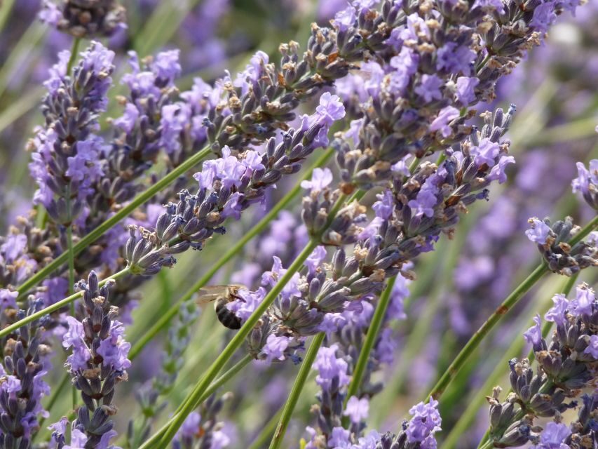 From Marseille: Valensole Lavenders Tour from Cruise Port - Price and value for a cruise excursion at $175 per person