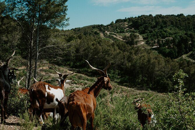 Full-Day Wine and Cheese Tour around Aix-en-Provence from Marseille - Morning tastings: winery first, goat farm cheese second