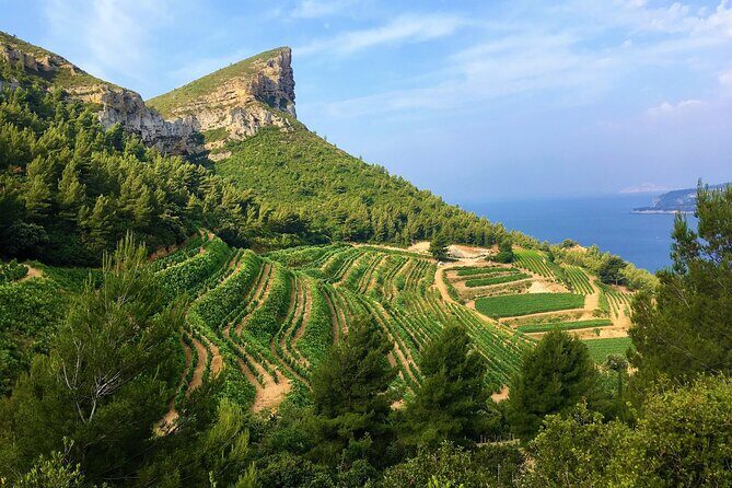 Full-day Wine Tour around Bandol & Cassis from Marseille - Key highlights worth your attention