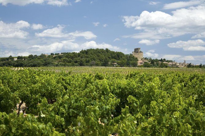 Full private day Avignon Chateuneuf du pape wine tasting - Avignon on the ground: Pope Palace, bridge views, and time to roam