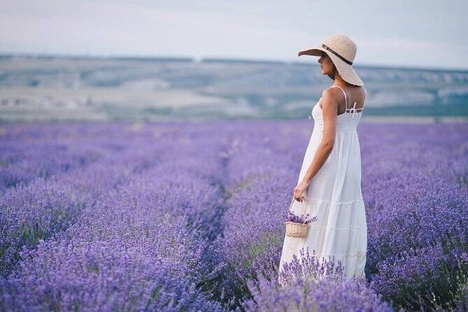 Lavender Fields Full Day Private Tour From Marseille - Key points to know before you go