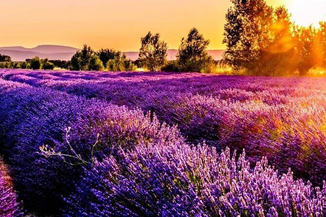 Lavender Fields Full Day Private Tour From Marseille - Valensole Plateau: The Lavender Fields With a Ticket and Time to Breathe