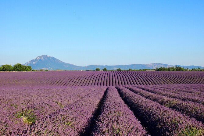 Lavender Fields Tour in Valensole from Marseille - What to bring for a smoother lavender morning