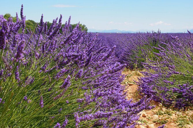 Lavender Fields Tour in Valensole from Marseille - Plateau de Valensole: where the purple “wow” lives