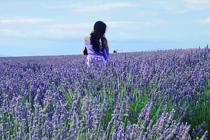 Lavender in Bloom : Unforgettable Provençal Stroll - Key things to know before you go