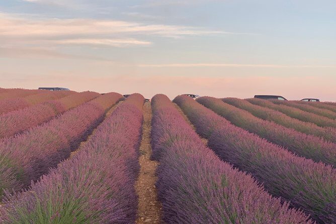 Lavender in Bloom : Unforgettable Provençal Stroll - A Provençal lavender day built for photos and real context