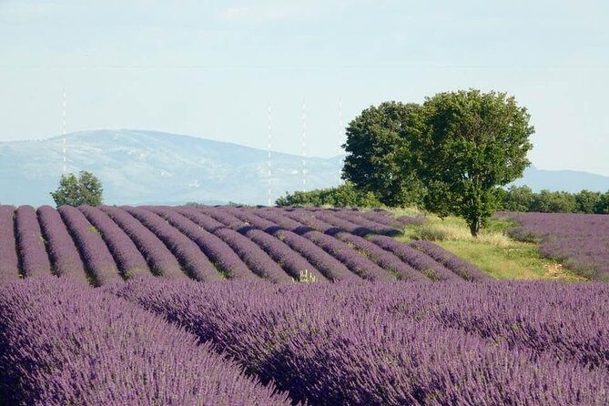 Lavender in Bloom : Unforgettable Provençal Stroll - Angelvin distillery: how lavender goes from plant to product