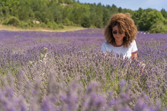 Lavender Small-Group Tour In Valensole from Marseille - Marseille to Valensole: a long day, but the route is part of the point