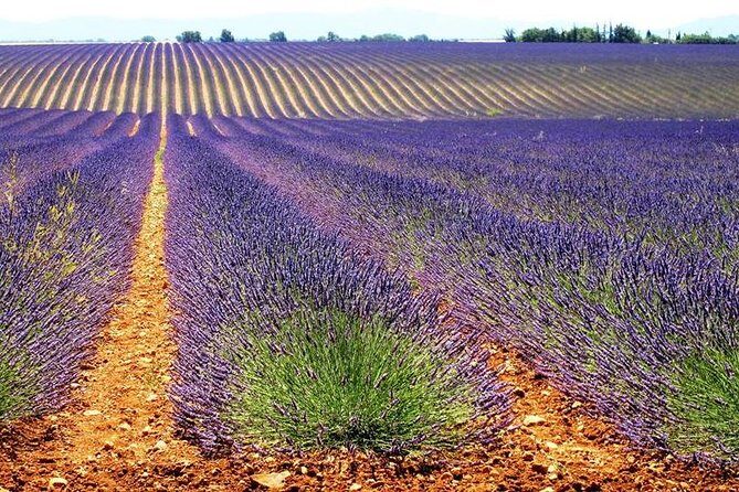 Lavender Small-Group Tour In Valensole from Marseille - Plateau de Valensole: where the fields start (and the guide helps you spot the best ones)