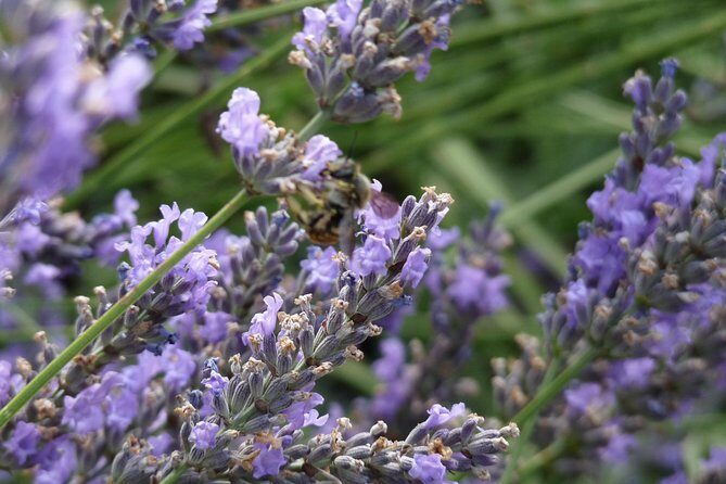 Lavender Small-Group Tour In Valensole from Marseille - Lac de Sainte-Croix: photos plus the swimsuit option