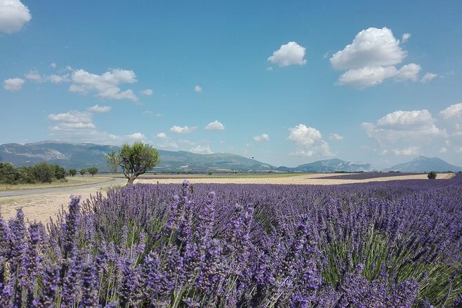 Lavender Small-Group Tour In Valensole from Marseille - Small-group touring (max eight) and why it matters
