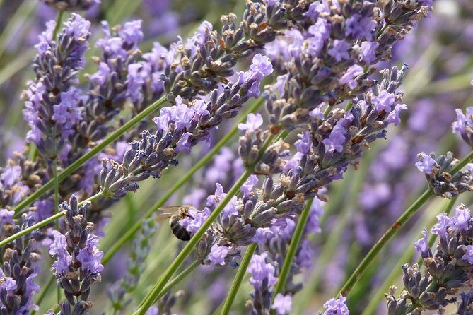 Lavender Tour Sault from Marseille - Marseille pickup to Provence: the point of this day trip