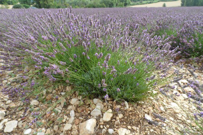 Lavender Tour Sault from Marseille - Small group, air-conditioned comfort, and guide help that matters