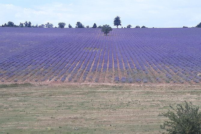 Lavender Tour Sault from Marseille - FAQ