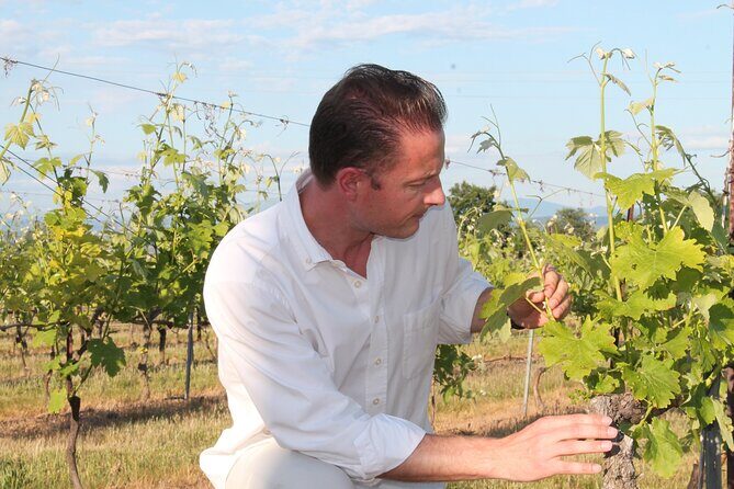 Short Day Tour around Aix en Provence and Wine Tasting - What you’ll likely taste: rosé, aromatic whites, and structured reds