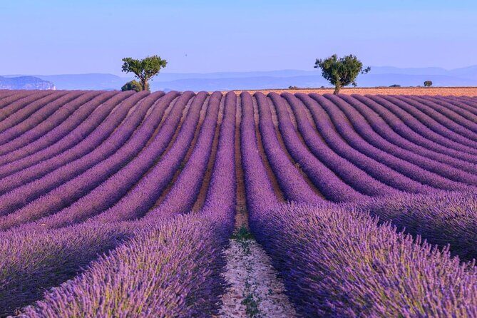 Small Group Marseille Shore Excursion: Lavender Tour - Why Marseille to Valensole Lavender Feels So Efficient