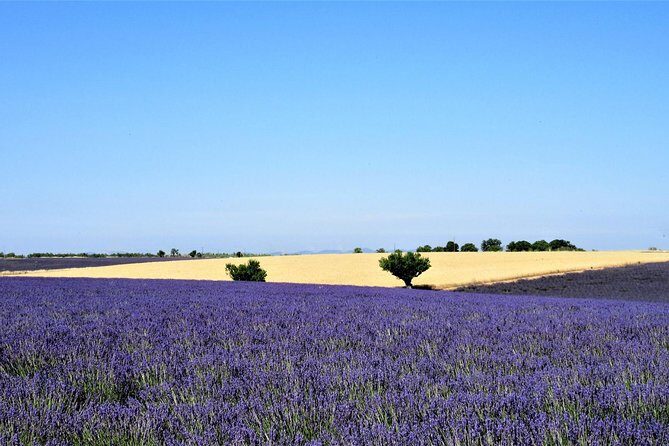 Small Group Marseille Shore Excursion: Lavender Tour - Les Grandes Marges: A Quick Local Producer Taste of the Region