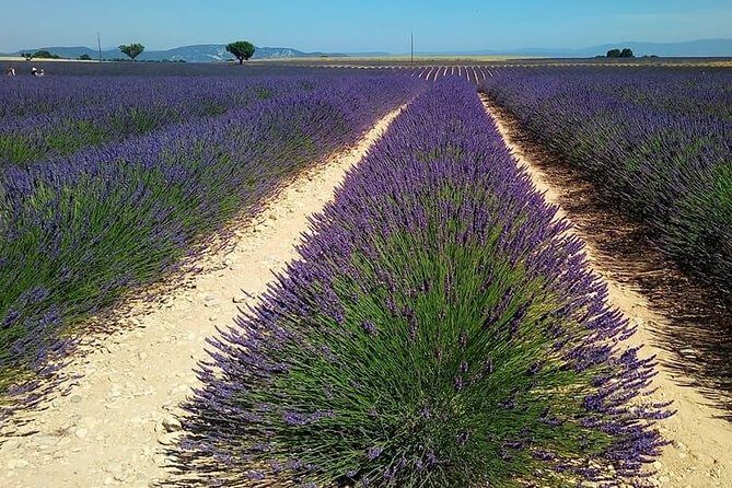 Small Group Marseille Shore Excursion: Lavender Tour - Valensole Village: Where You Can Reset and Handle Lunch