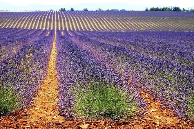 Small Group Marseille Shore Excursion: Lavender Tour - Price and Value: Is $179.03 Worth It?