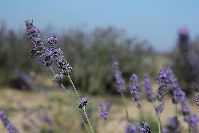 Small Group Marseille Shore Excursion: Lavender Tour - How Long Is the Day, Really?