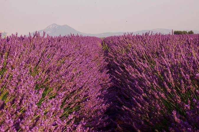 Sunset Lavender Tour in Valensole with pickup from Marseille - Valensole village for shopping and a real break