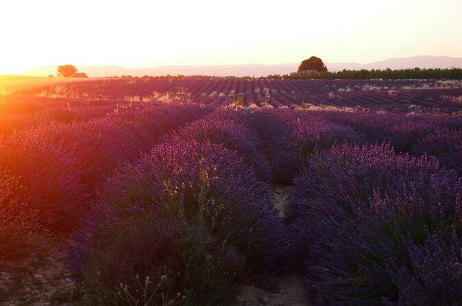 Sunset Lavender Tour in Valensole with pickup from Marseille - Who this tour is best for (and who should choose something else)