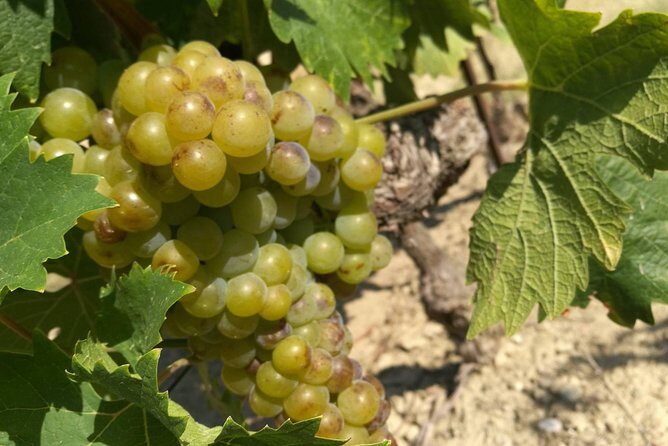 Wine Tour Bandol & Cassis from Marseille - Why Bandol and Cassis pair perfectly for a Marseille day trip
