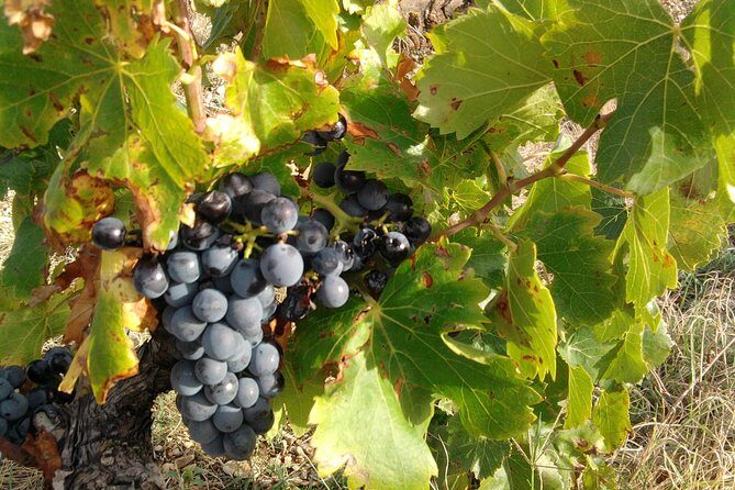 Wine Tour Bandol & Cassis from Marseille - Le Castellet free time: lunch on your own in a perched village